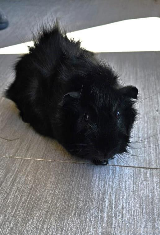 Guinea Pig per adoptim