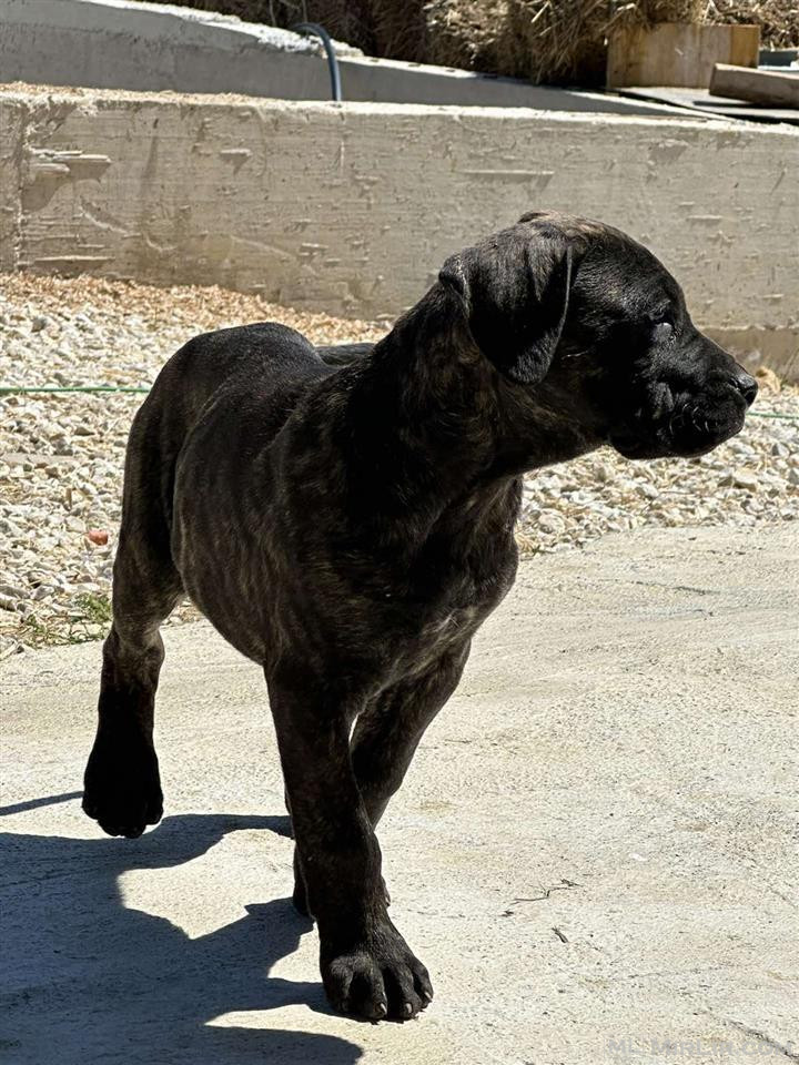 Cane Corso