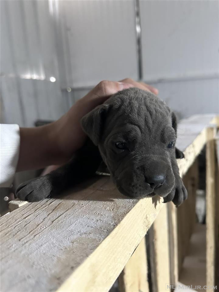 Cane Corso 100% te paster