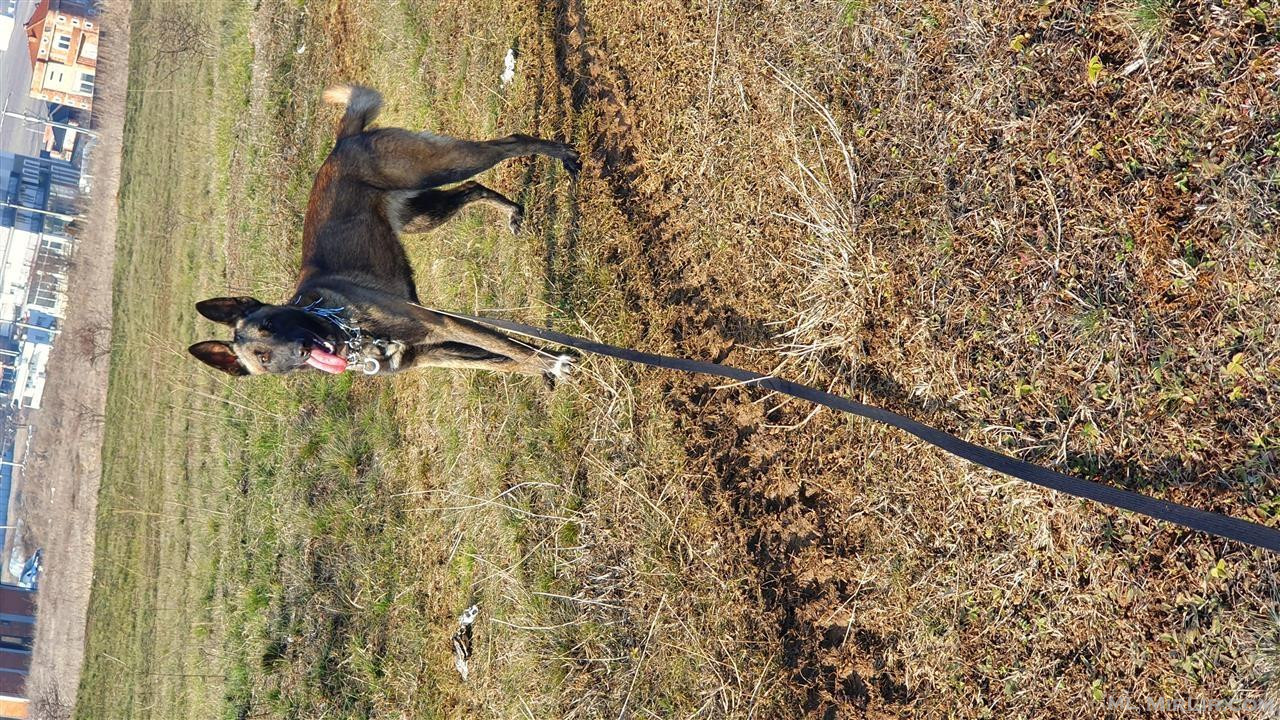 Belgian Malinois Femer