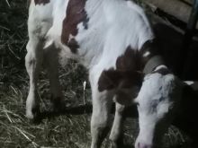 Viq mashkull 2jav 