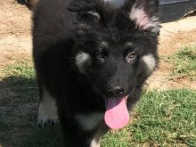 Këlysh cilësor gjerman Shepherd