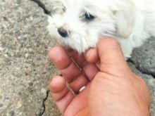 Shiten kelysh mini maltese dhe maltezer