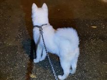 Akita