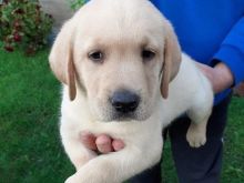 Shiten kelysh labradoodle.