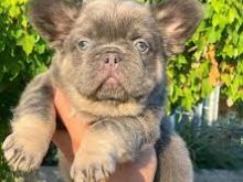 Këlyshët me gëzof bulldog francez të disponueshëm