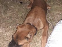 Qeni cane corso
