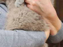Macok British Shorthair
