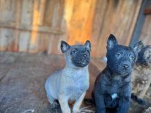 Kelysh BELGIAN MALINOIS 45 ditesh