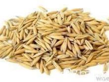 Blej Tershan 30 Cent per kg