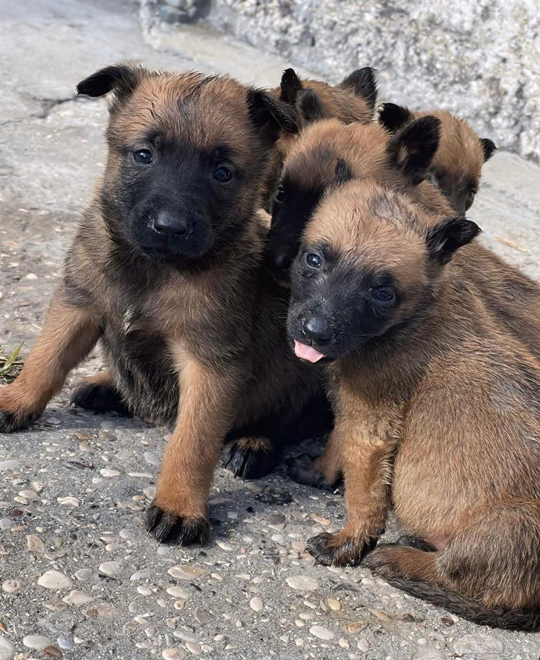 Pastor belg (malinois)