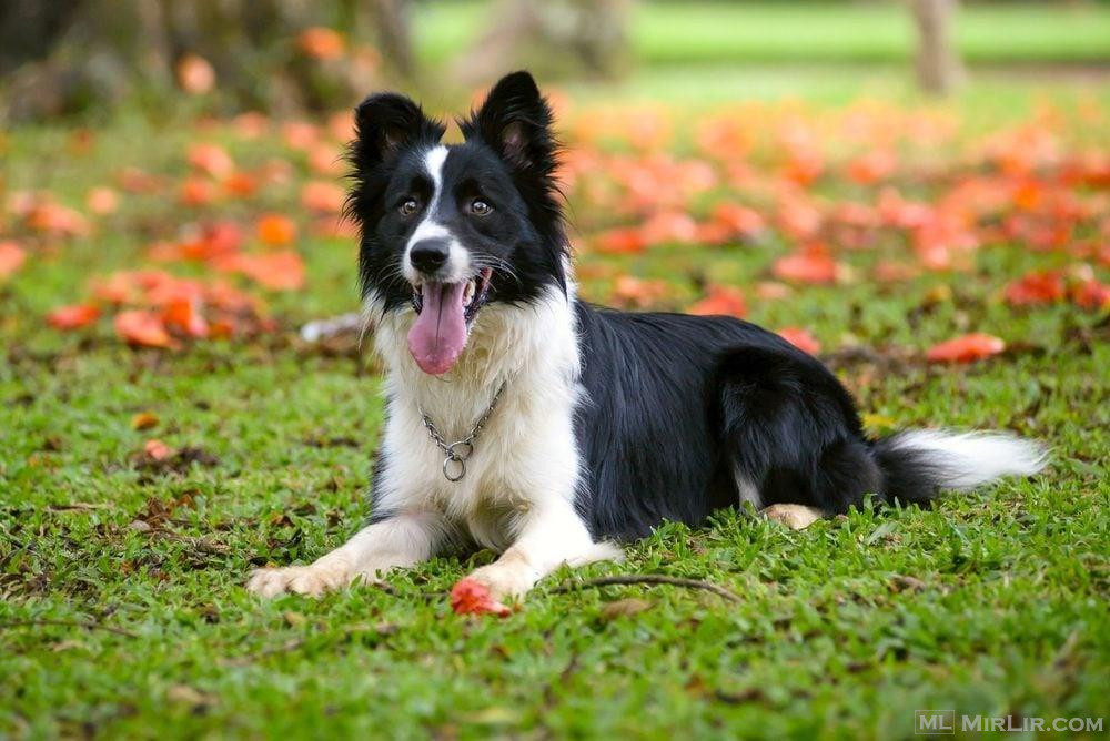 Qen border collie klysha