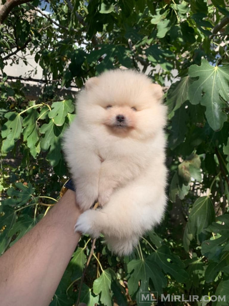 Shiten kelysh pomeranian BOO