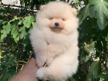 Shiten kelysh pomeranian BOO