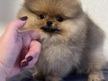 Pomeranian
