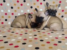 French bulldog