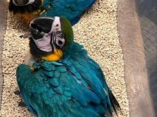 ne kemi papagall Macaw dhe African Grey