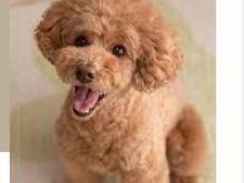 Në dispozicion këlyshët ToyPoodle