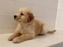 Këlyshët Golden Retriever.