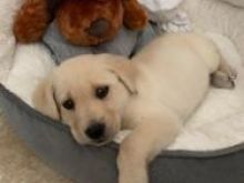 Shiten kelysh Labrador