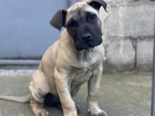 Presa  Canario