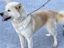 Akita Qen Femer