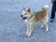 Akita qen Mashkull pure