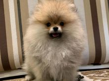 Pomeranian boo Tirane