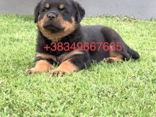 Rottweiler