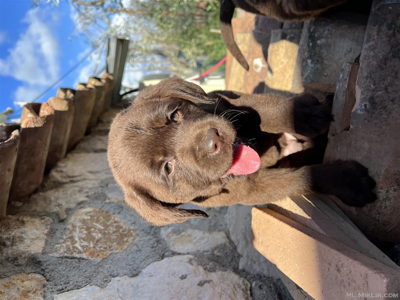 Shiten Labrador Cokollate !! 