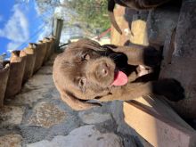 Shiten Labrador Cokollate !! 
