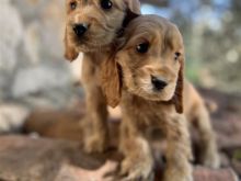 Cocker Spaniel