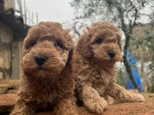 Poodle