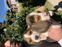 Shiten Beagle