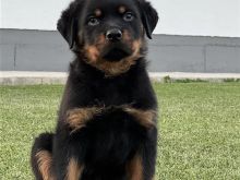 Rottweiler