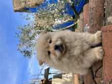Shiten Chow Chow 