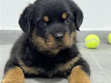 Rottweiler