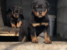 Rottweiler