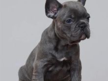 Shiten kelysh blue french bulldog