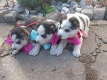 Kelysh husky siberian