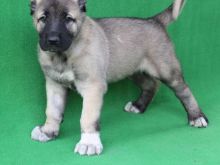 Shiten kelysh kangal turk