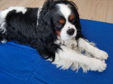 Kelysh kavalier king spaniel 2 muajsh