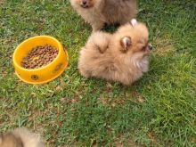 Shiten kelysh pomeranian