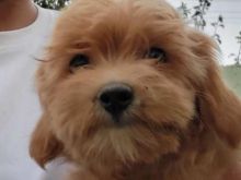 Kelysh maltipoo