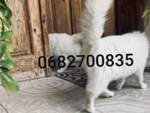 Shiten 2 mace Turkish Angora \"femra\"