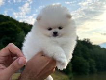Shiten kelysh pomeranian