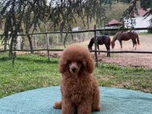Shiten kelysh red toy poodle
