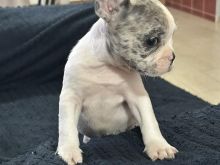 KELYSH Blue french bulldog