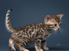 Shiten kotele bengal