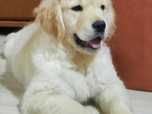 Shiten kelysh golden retriver